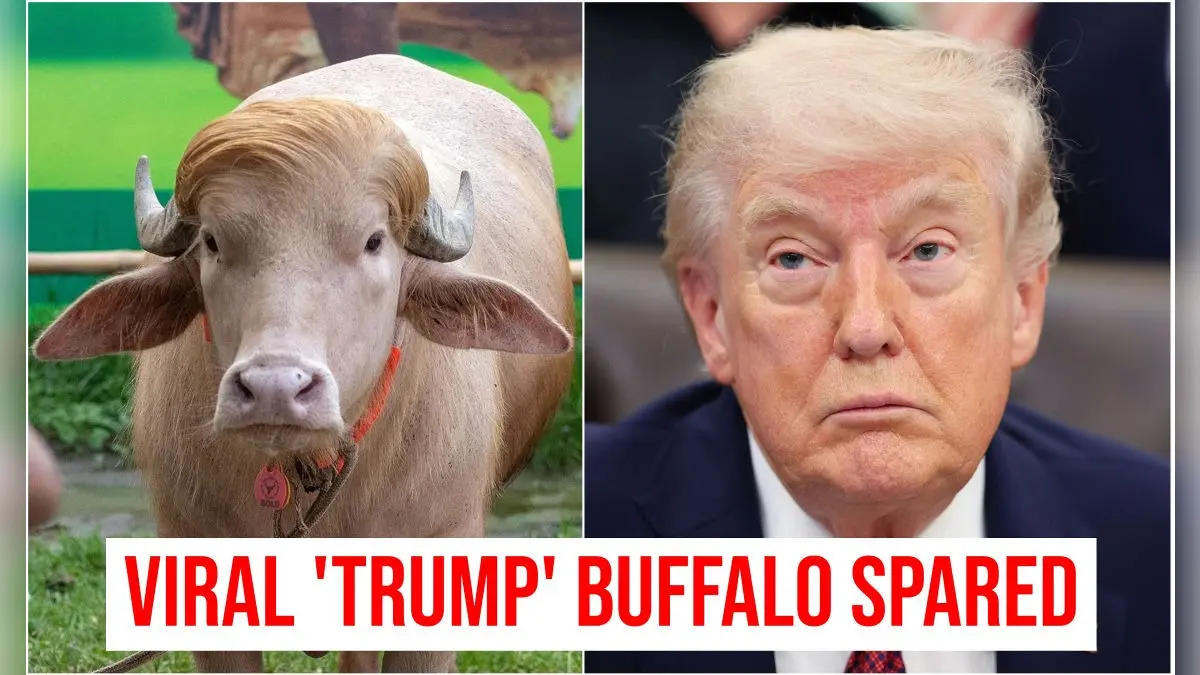 Viral 'Donald Trump' Buffalo Escapes The Knife: How Stardom Saved The Golden-Haired Animal From Eid Sacrifice In Bangladesh Viral 'Donald Trump' Buffalo Escapes The Knife: How Internet Stardom Saved The Golden-Haired Animal From Eid Sacrifice
