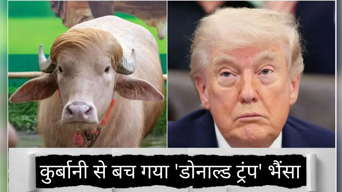 सिर पर गोल्डन लटें, वजन 700 KG और एक सरकारी फैसला... बकरीद पर कुर्बानी से बाल-बाल बचा 'डोनाल्ड ट्रंप' भैंसा, अब चिड़ियाघर में ठाठ से रहेगा Viral 'Donald Trump' Buffalo Escapes The Knife: How Internet Stardom Saved The Golden-Haired Animal From Eid Sacrifice