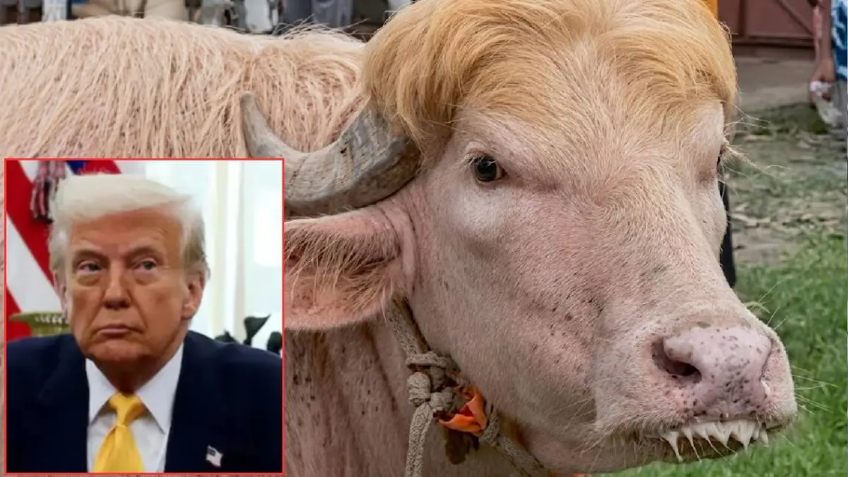 Viral Trump Buffalo: बांग्लादेश का 'डोनाल्ड ट्रंप' भैंसा ईद से पहले बिक गया, कीमत जानकर उड़ जाएंगे होश; जाने पूरी कहानी Viral Trump Buffalo