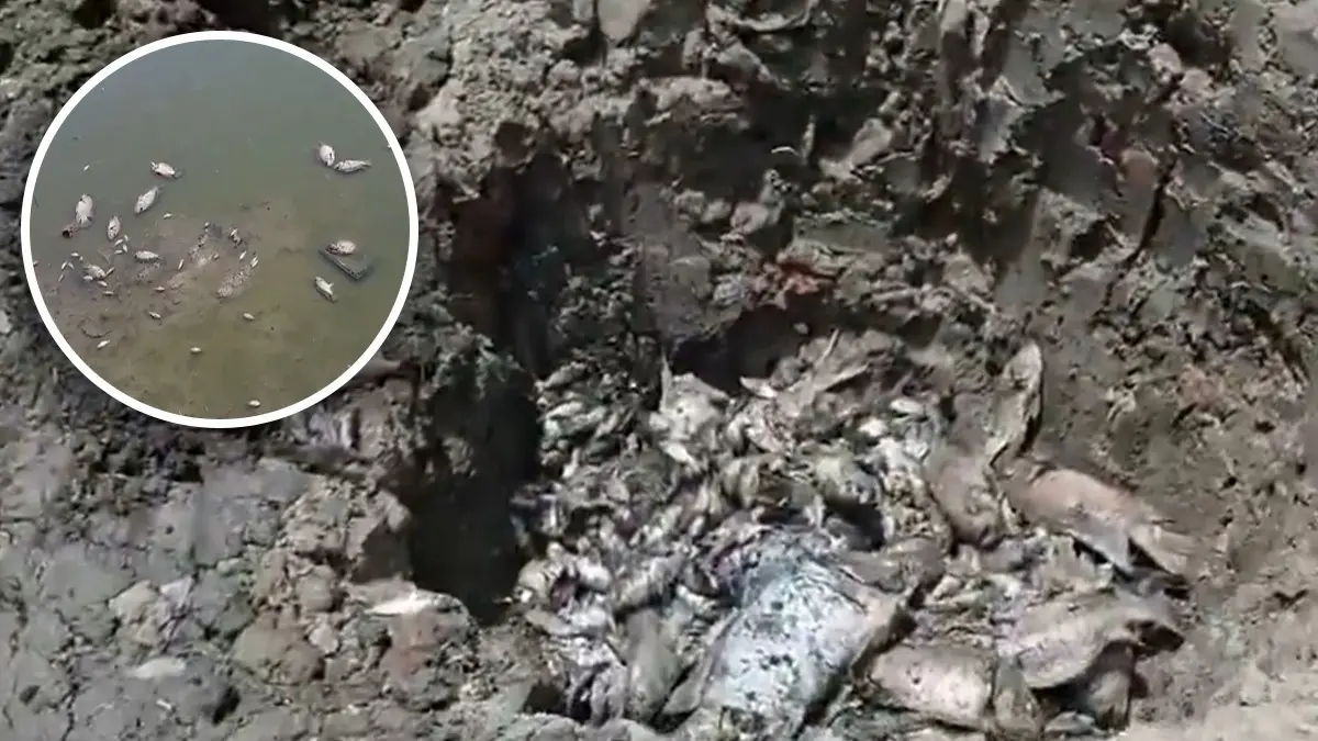WATCH: Hundreds Of Dead Fish Found Floating In Delhi’s Sanjay Lake Amid Intense Heatwave WATCH: Hundreds Of Dead Fish Found Floating In Delhi’s Sanjay Lake Amid Intense Heatwave