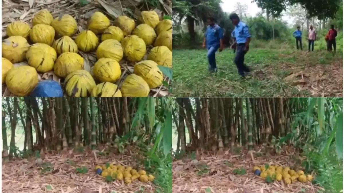 West Bengal: कौन कर रहा बंगाल को दहलाने की साजिश? बीरभूम में भारी मात्रा में देसी बम मिलने से हड़कंप, पुलिस ने पूरे इलाके को घेरा West Bengal Birbhum discovery huge quantity of crude bombs Police investigation