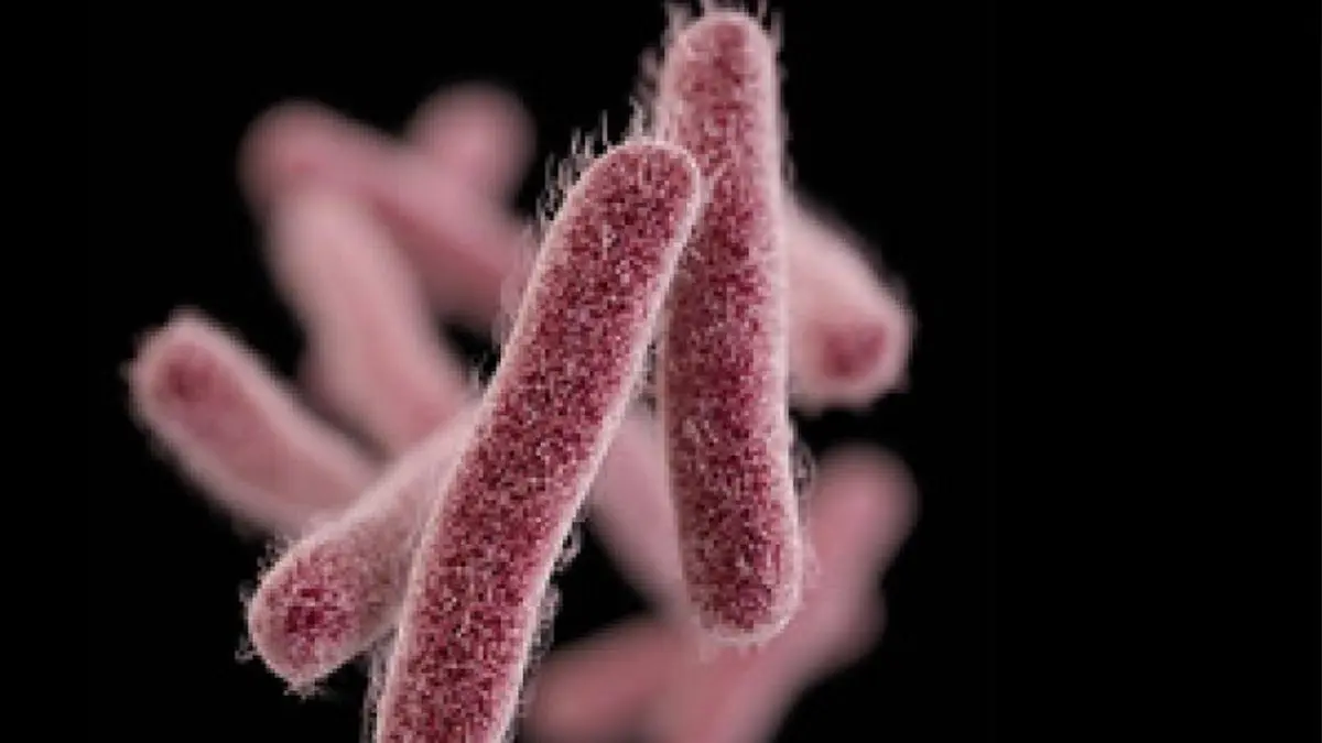 4-Year-Old Girl Infected With Shigella Dies in Keralam, 2 Discharged After Treatment 4-Year-Old Girl Infected With Shigella Dies in Keralam, 2 Discharged After Treatment