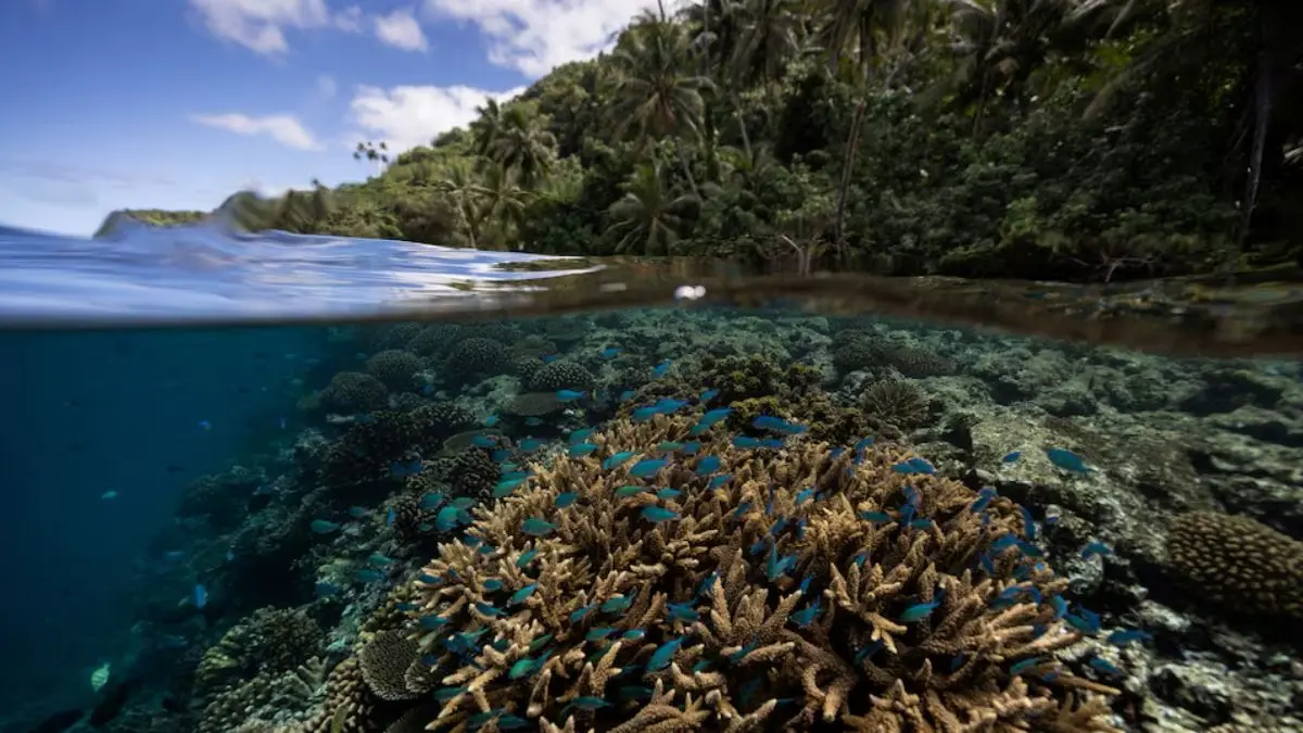 Scientists Identify 64,000 Sq Miles Of Coral Reef Capable Of Surviving And Recovering Climate Change 64000 Sq Miles Of Coral Reef Found Resilient To Climate Change