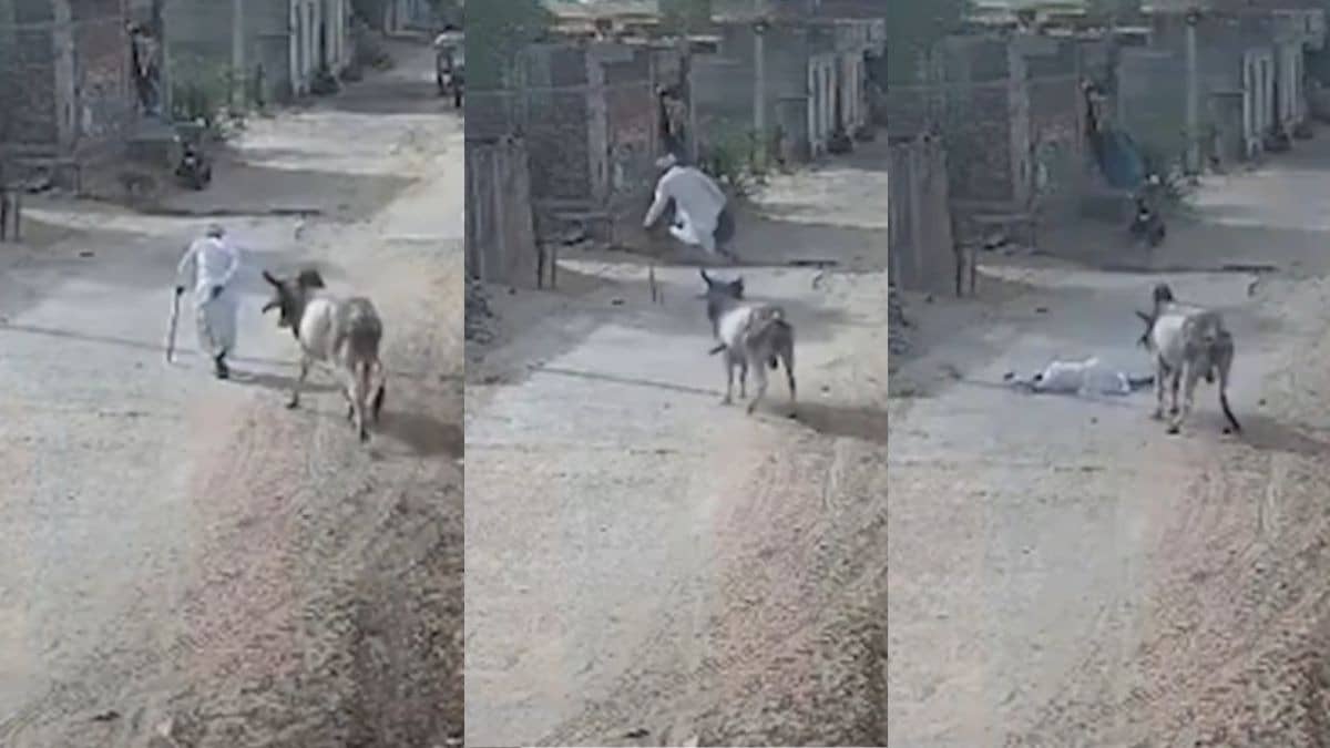 An old man was walking along the road when a bull came up from behind slammed him down viral video 