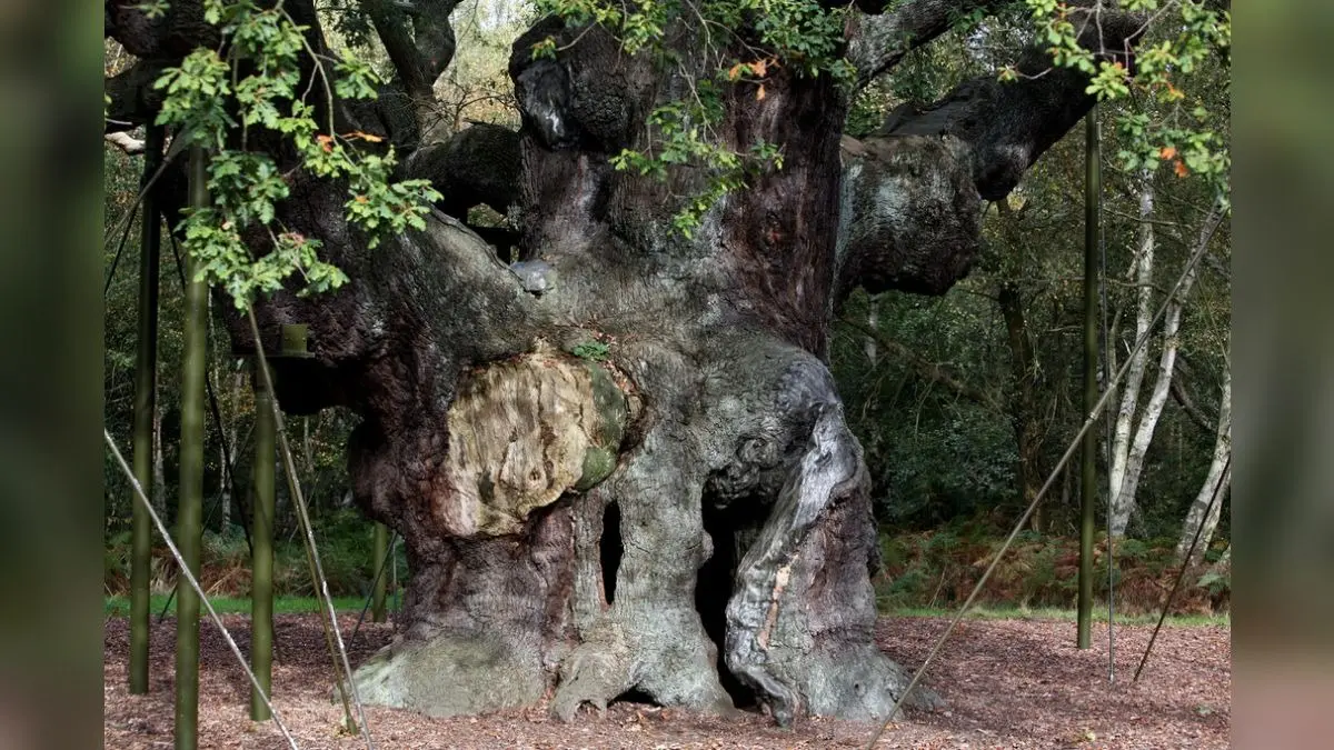 Ancient Oak Tree That Sheltered Robin Hood Has Died Ancient Oak Tree That Sheltered Robin Hood Has died