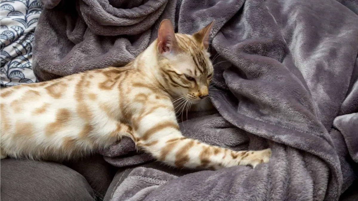 DYK Cats Can Make Biscuits? Experts Explain This Common Feline Behaviour Cats making biscuits