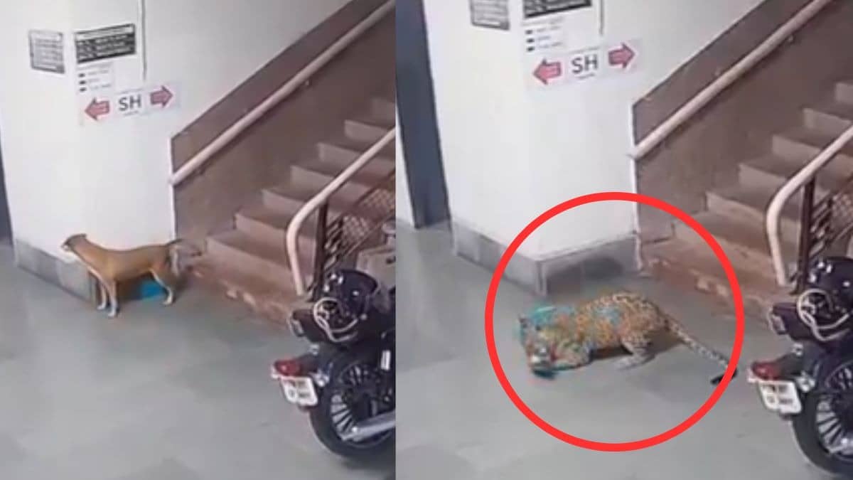 Chilling CCTV Footage Captures Leopard Entering IIT Bombay Campus, Attacking and Dragging a Dog Away | WATCH