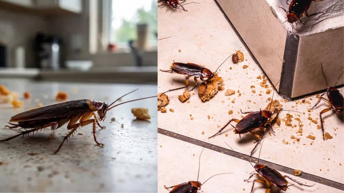 Cockroach Removal Tips