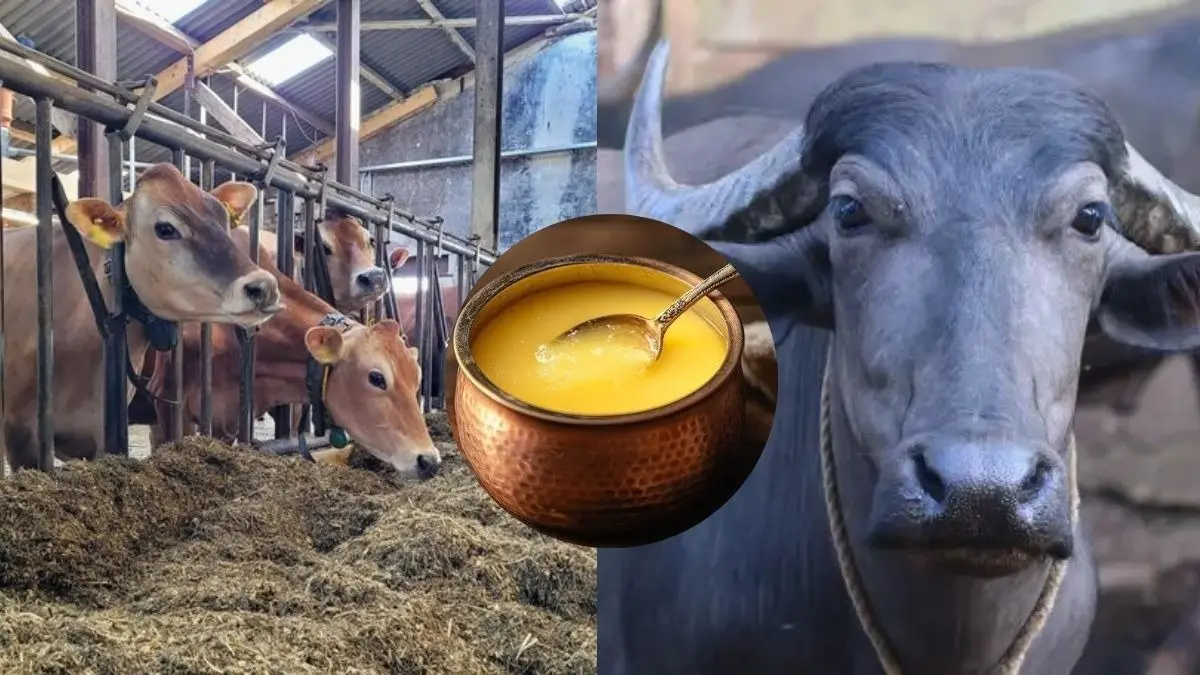 Cow Vs Buffalo Ghee: घर पर घी बनाने का सीक्रेट... जानिए गाय और भैंस में से किस दूध से निकलेगा दोगुना घी Cow Vs Buffalo Ghee