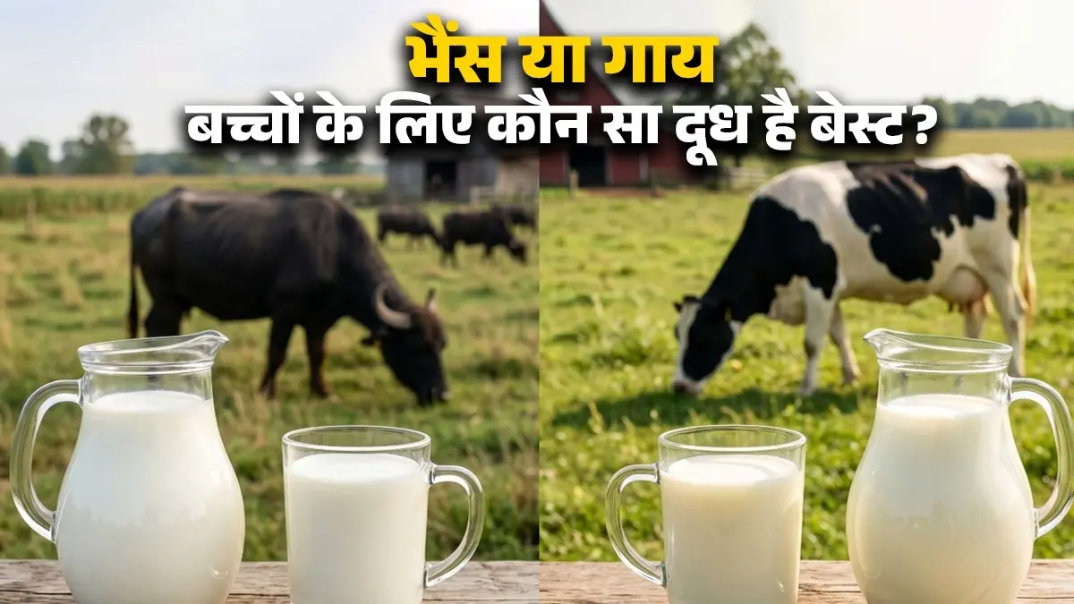 Cow Vs Buffalo Milk: गाय या भैंस... आपके बच्चे की सेहत के लिए कौन सा दूध है असली 'सुपरफूड'? जानें सेवन का सही तरीका cow vs buffalo milk which is best for kids or new born baby suoerfood benefits health diet tips