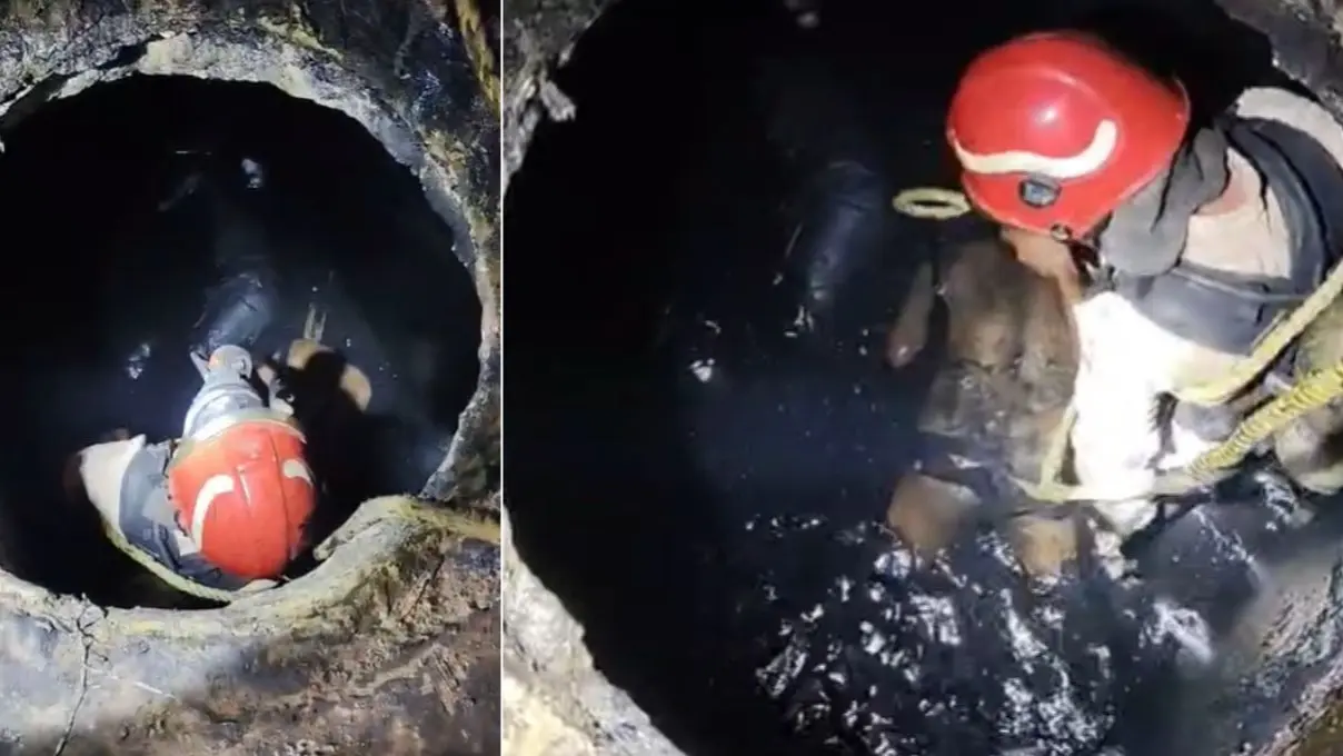 Delhi: निर्माणाधीन सेप्टिक टैंक में जहरीली गैस की चपेट में आने से 1 की मौत, तीन की हालत गंभीर; शटरिंग हटाने के दौरान हुआ हादसा Delhi man-dies-after-inhaling-toxic-gas-in-tan