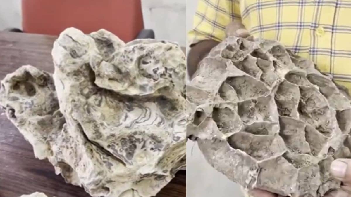 'Demon Bones': 15-Million-Year-Old Fossils in Odisha Reveal Baripada Was Once Under the Sea | Video