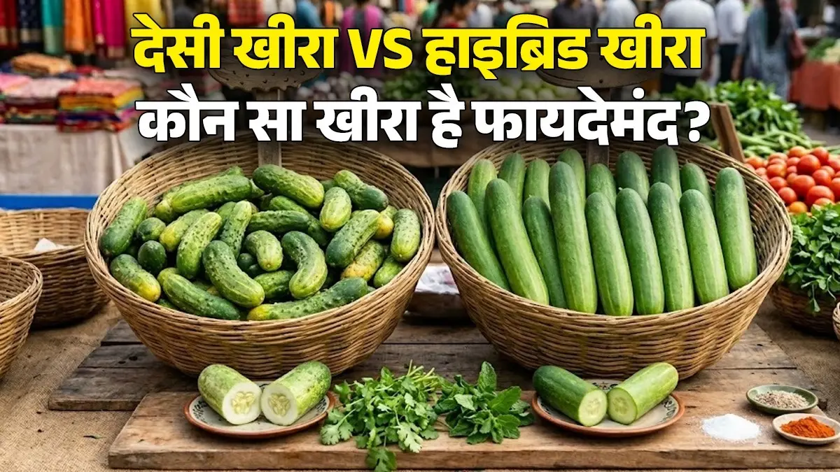 Desi Vs Hybrid Kheera: बाजार में धोखा तो नहीं खा रहे? इन 3 आसान तरीकों से झट से पहचानें देसी और हाइब्रिड खीरा; जानें फायदे desi-vs-hybrid-kheera-differences-and-benefits how-to-identify-desi-vs-hybrid-cucumber