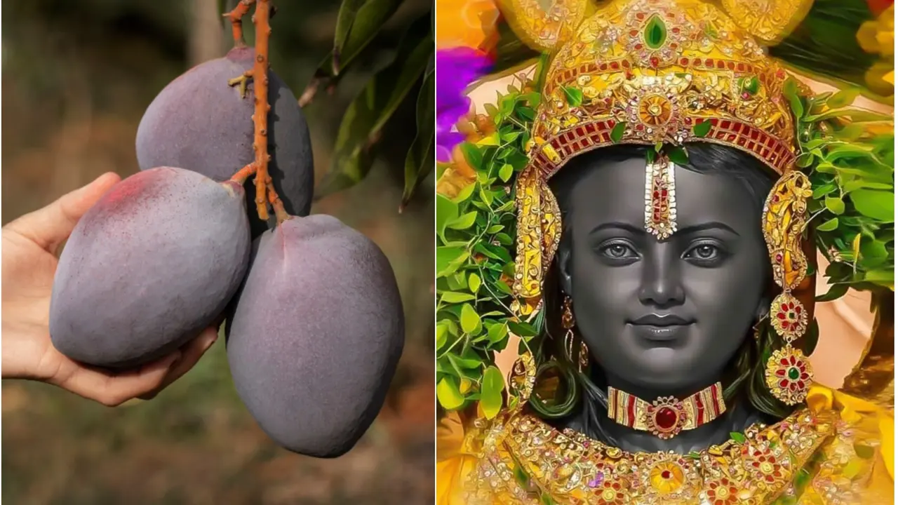 'Egg Of The Sun': World's Costliest Mango Worth Rs 1 Lakh Offered To Lord Ram In Ayodhya Temple 'Egg Of The Sun': World's Costliest Mango Worth Rs 1 Lakh Offered To Lord Ram In Ayodhya Temple