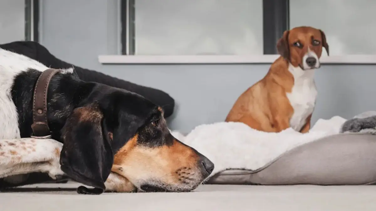 Jealousy in pets