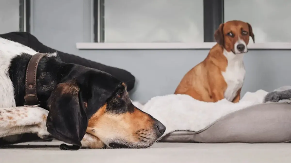 DYK Your Pets Experience Jealousy? Know Signs, Causes And Ways To Manage It Jealousy in pets
