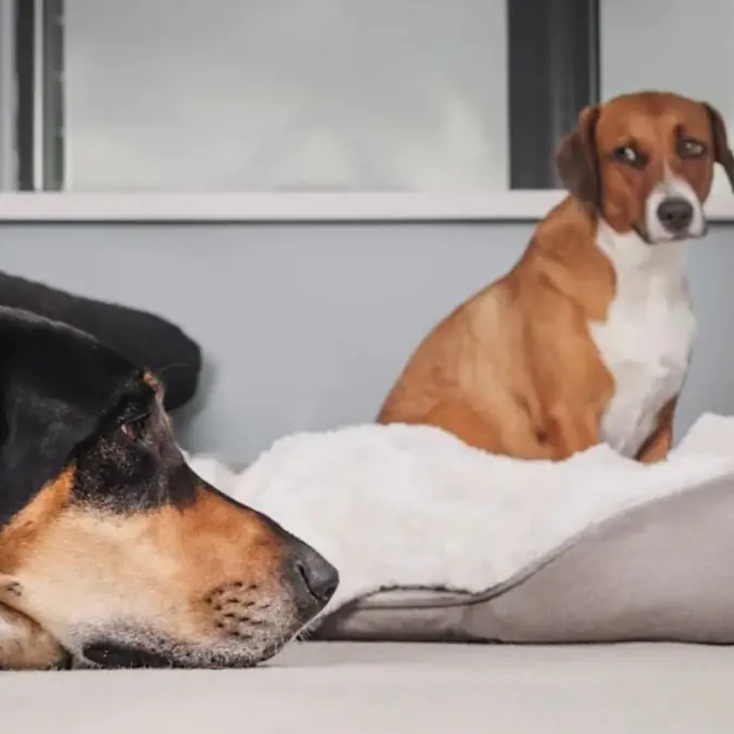 Jealousy in pets