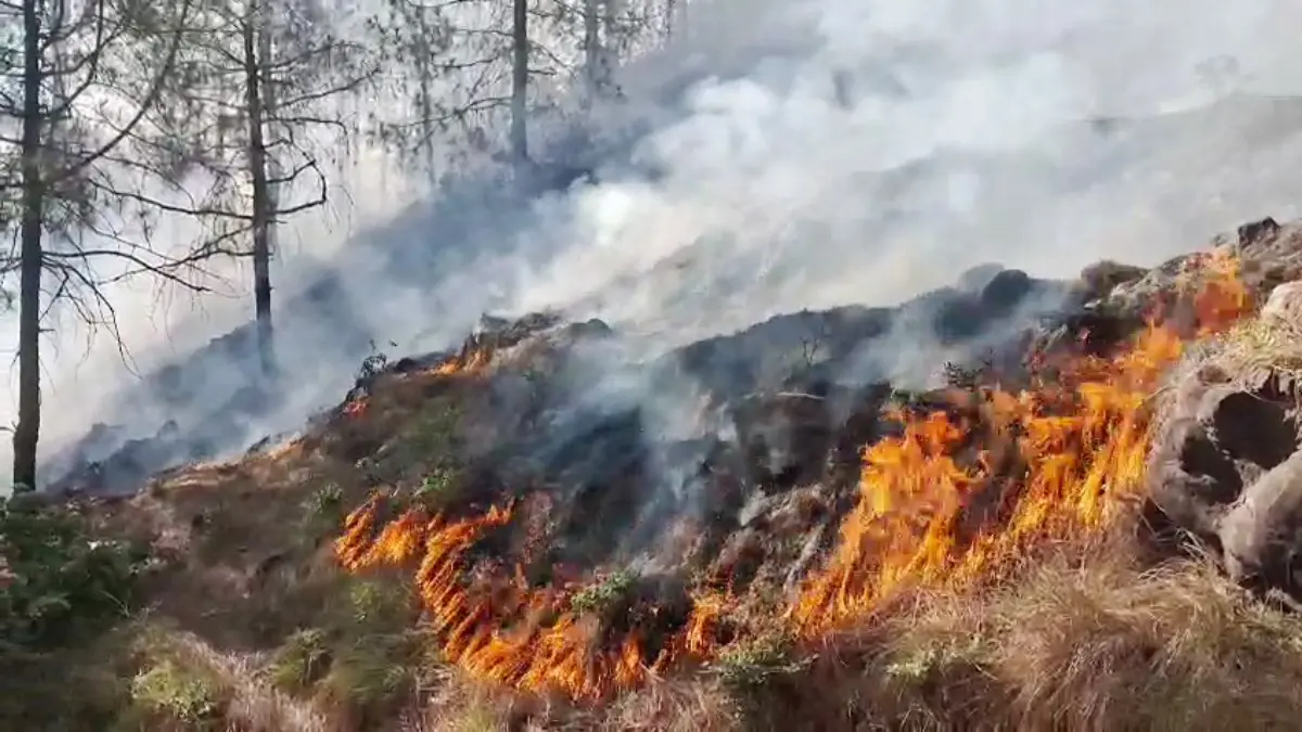 Massive Forest Fire Breaks Out In Rajouri Amid Heatwave, Dry Spell | VIDEO Massive Forest Fire Breaks Out In Rajouri Amid Heatwave, Dry Spell | VIDEO
