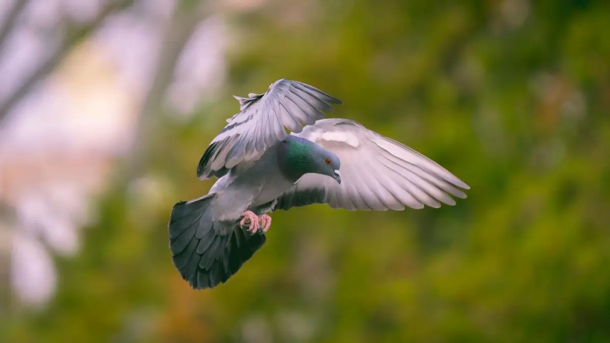 Magnetic Sensors in Pigeon Livers Act as Natural GPS, Leading Them Back Home Pigeons Have a Secret GPS in Their Livers? Scientists Discover Surprising Navigation System