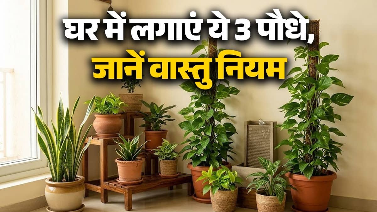 Plant these 3 plants alongside Tulsi at home to open the path to wealth and prosperity know direction and rules