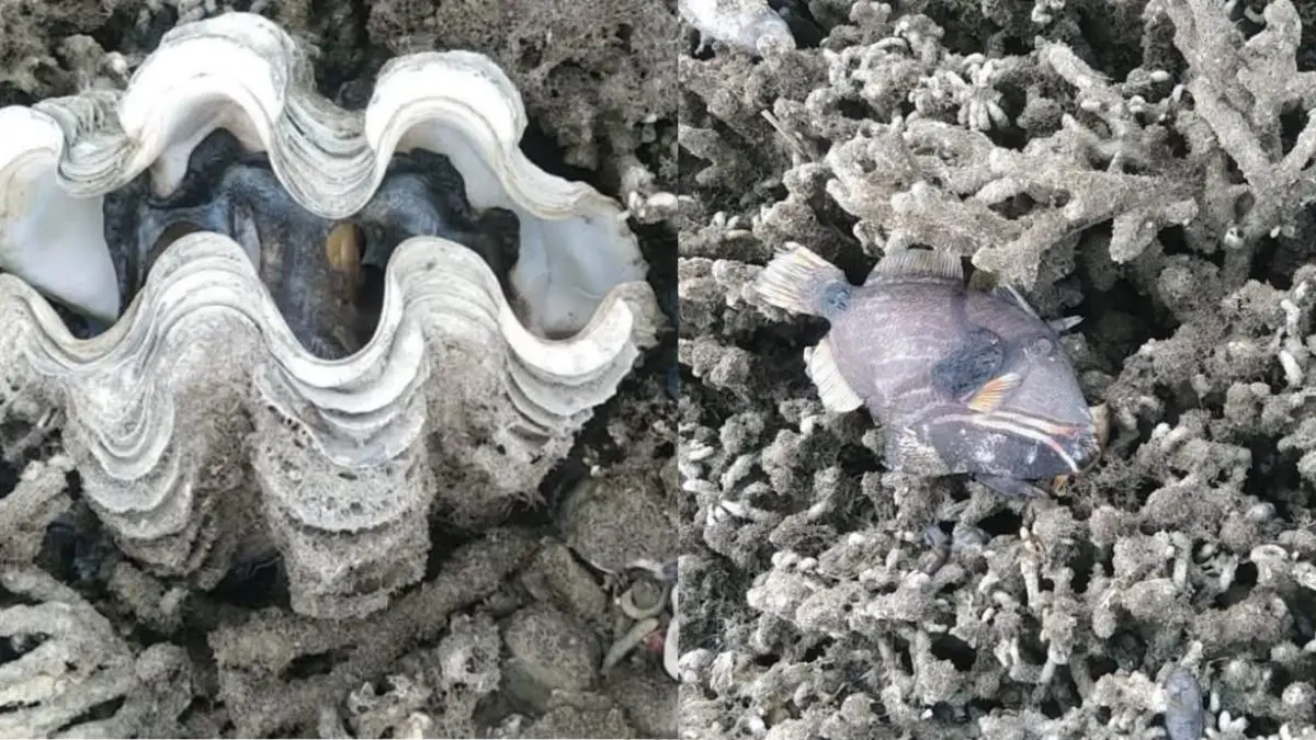 Rare 'Coastal Uplift' Leaves Residents Stunned as 7.8-Magnitude Quake Lifts Seabed in Philippines, Exposing Coral Reefs | WATCH Rare 'Coastal Uplift' Leaves Residents Stunned as 7.8-Magnitude Quake Lifts Seabed in Philippines, Exposing Coral Reefs