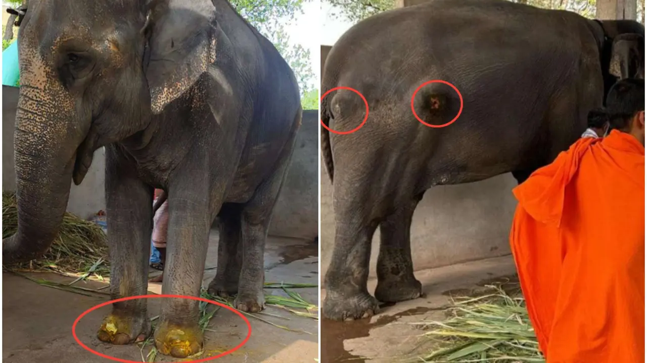 ‘Returning Madhuri To Same Shed Would Be Betrayal’: PETA India Warns Against Elephant’s Move Back To Kolhapur ‘Returning Madhuri To Same Shed Would Be Betrayal’: PETA India Warns Against Elephant’s Move Back To Kolhapur
