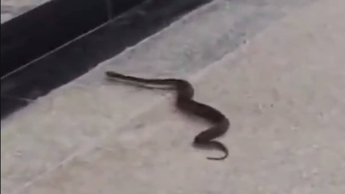 Russell’s Viper Found At Mumbai Metro BKC Station During Morning Rush