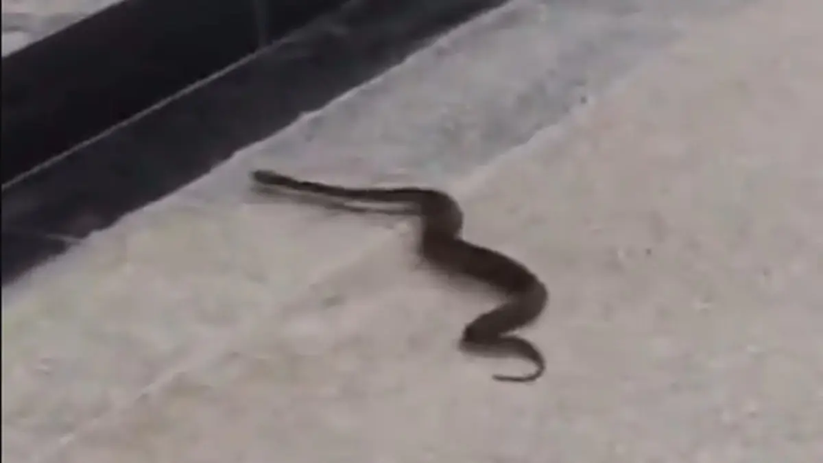 Russell’s Viper Found At Mumbai Metro BKC Station; Snake Safely Rescued, Metro Services Unaffected Russell’s Viper Found At Mumbai Metro BKC Station During Morning Rush