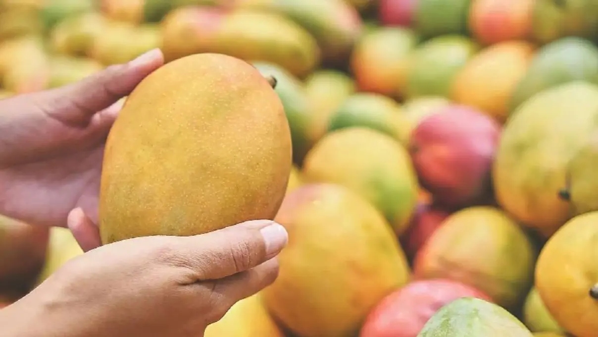 Chemically Ripened Mangoes: बाजार में बिक रहे केमिकल से पके आम, जो सेहत के लिए हैं खतरनाक; ऐसे करें असली की पहचान Safe Mango Buying Tips