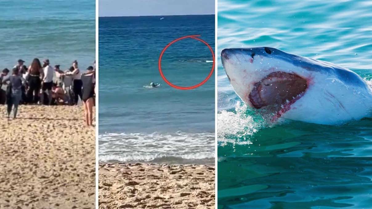 Shark Attack: सिडनी के कूगी बीच पर शार्क ने महिला पर किया हमला, हाथ-पैर काट खाई; हेलीकॉप्टर से करना पड़ा रेस्‍क्‍यू; कंपा देगा VIDEO