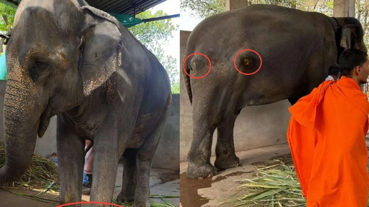 Faith, Humanity and Fight for Madhuri: PETA India Raises Alarm Over Elephant's Proposed Return to Kolhapur Math The Debate Over Elephant Madhuri’s Return to Kolhapur Math