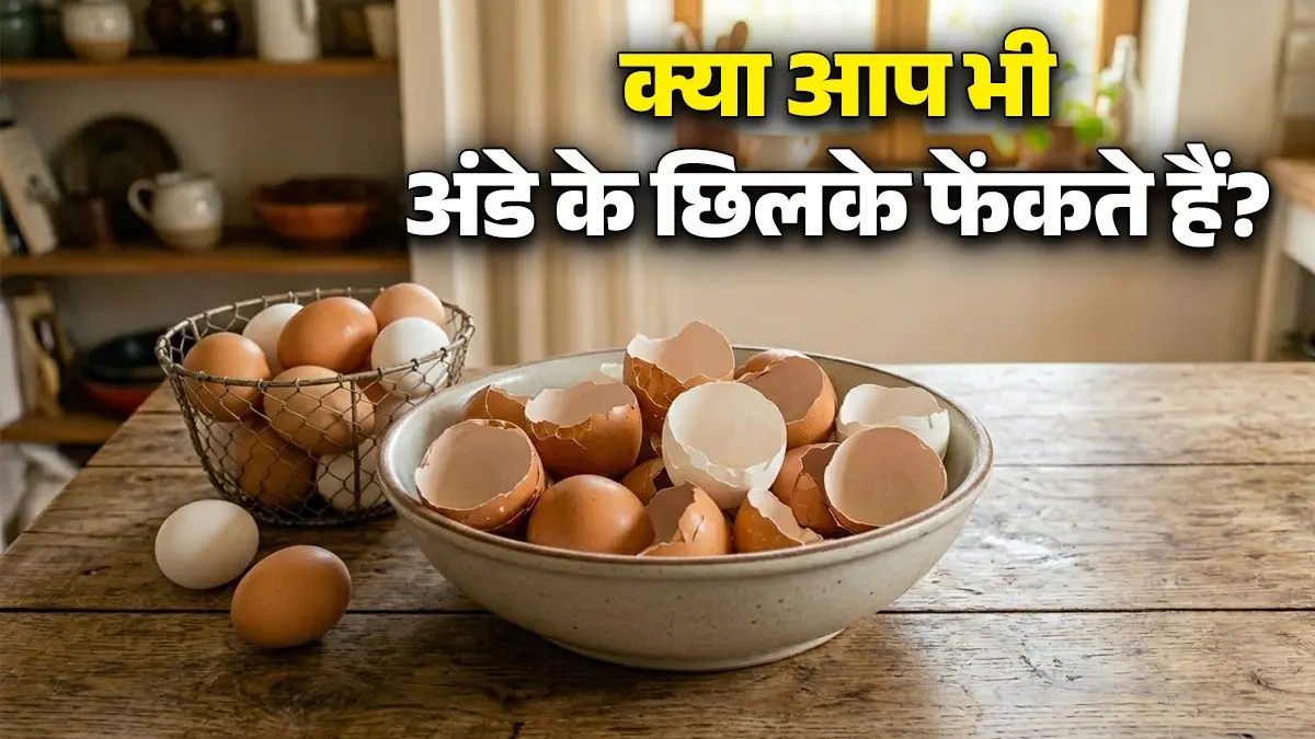 Egg Shell Uses: बेकार समझकर डस्टबिन में न फेंकें अंडे के छिलके, इन 4 तरीकों से बदल जाएगी आपकी लाइफ tips to use egg shells