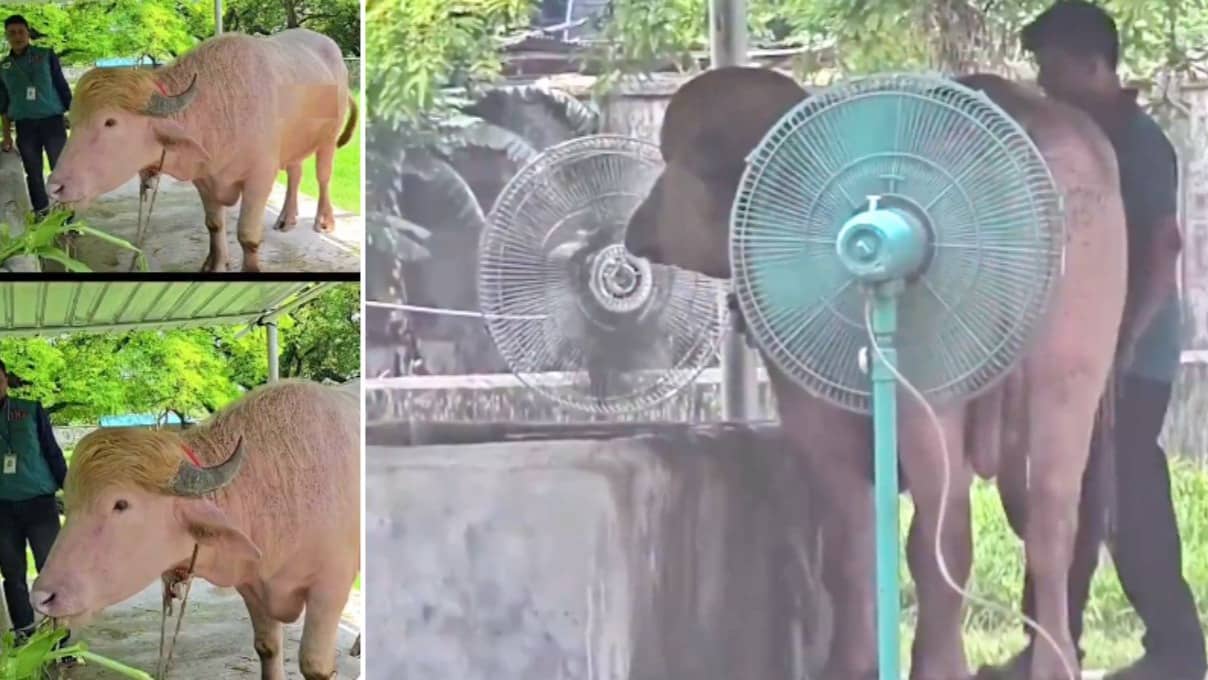 Trump Buffalo: दो पंखों की हवा, नहाना, आराम और शाही चारा... 'डोनाल्ड ट्रंप' को ढाका के चिड़ियाघर में मिल रहा VVIP ट्रीटमेंट- Video