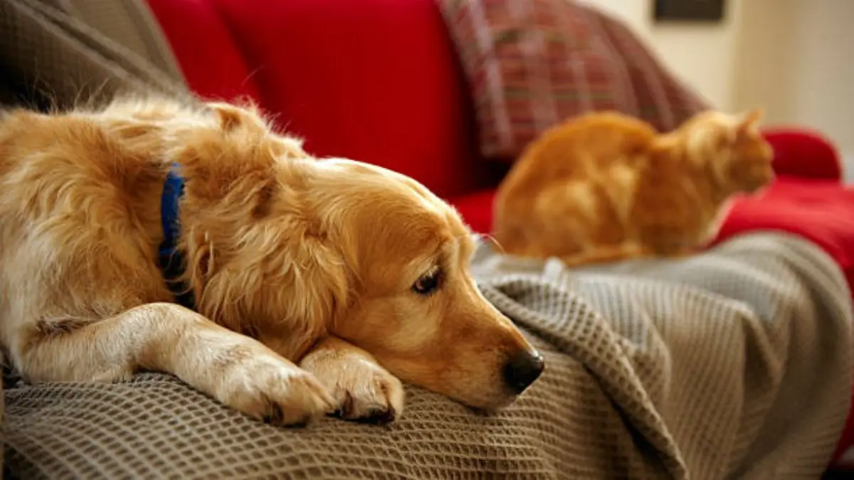 DYK Pets Suffer From Separation Anxiety? Know Symptoms, Causes, Ways to Help Your Furry Friends Anxiety In Dogs And Cats