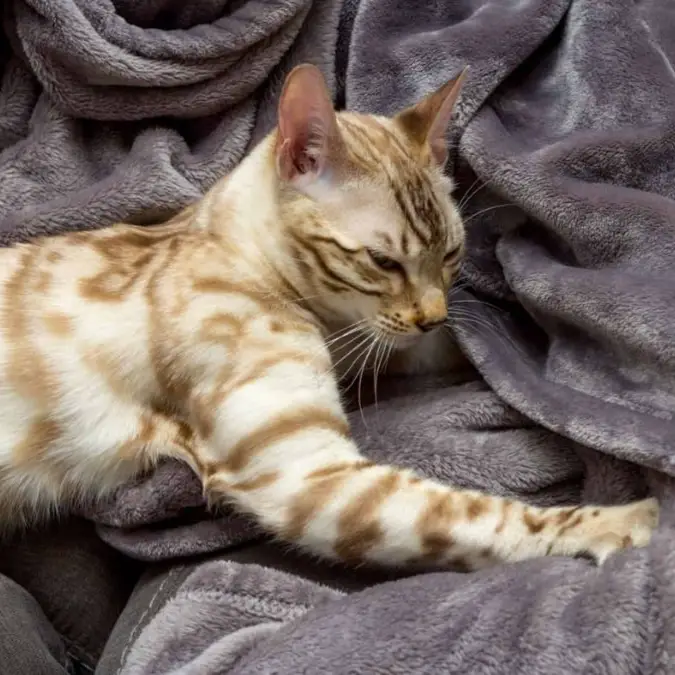 Cats making biscuits 