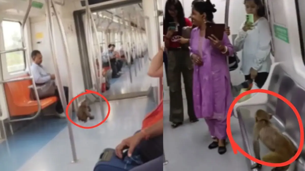 Video Viral: दिल्ली मेट्रो में अचानक घुसा बंदर, महिला की गोद में बैठकर करने लगा ये हरकत, देखें वीडियो Video Viral