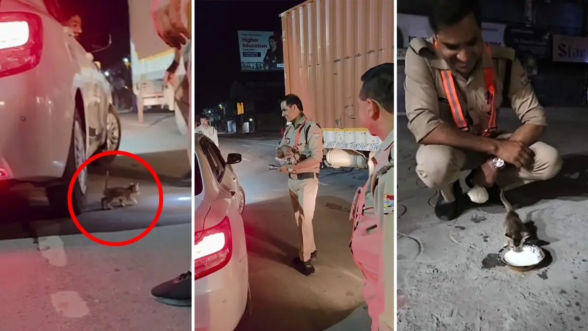 Watch: Cop Spots Tiny Kitten Under Moving Car, Saves It Seconds Before Mishap Watch: Cop Spots Tiny Kitten Under Moving Car, Saves It Seconds Before Mishap