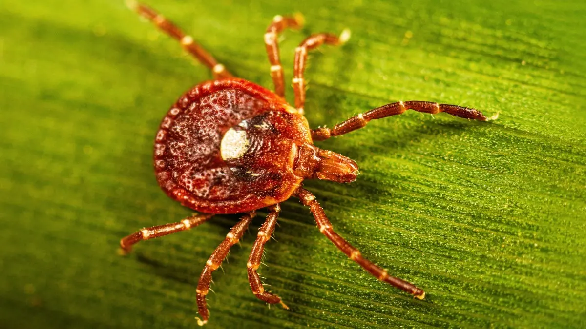 What Is Alpha-Gal Syndrome - The Life-Threatening Meat Allergy Caused By Tick Bites? What Is Alpha-Gal Syndrome - The Life-Threatening Meat Allergy Caused By Tick Bites?