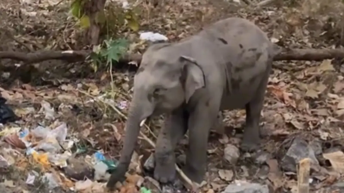 Viral Video of Elephant Foraging in Plastic Waste at Karnataka’s MM Hills Sparks Outrage and Official Inquiry Wild Elephant Forages in Plastic Waste at Karnataka's MM Hills; Inquiry Launched