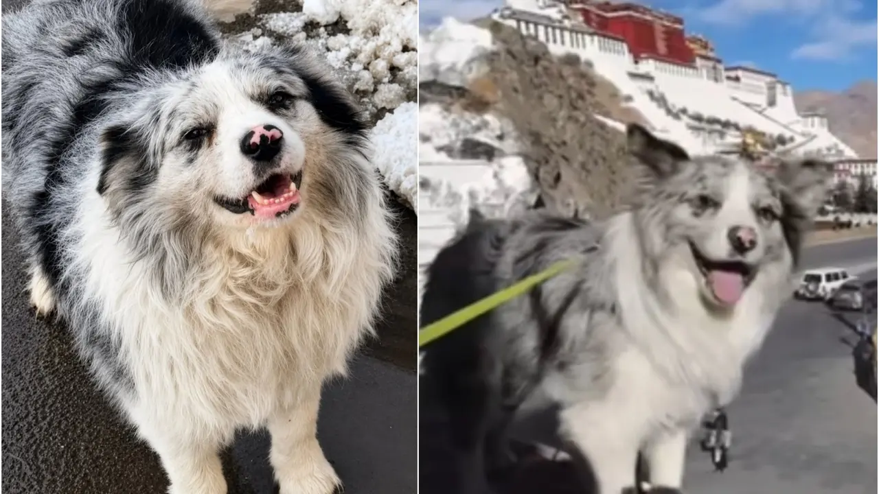 'Your Pet Has Been Eaten...': Beloved Celebrity Dog With 1.5 Million Followers Stolen & Sold For Rs 2,500 For Dog Meat At Chinese Restaurant 'Your Pet Has Been Eaten...': Beloved Celebrity Dog With 1.5 Million Followers Stolen & Sold For Just Rs 2,500 For Dog Meat At Chinese Restaurant