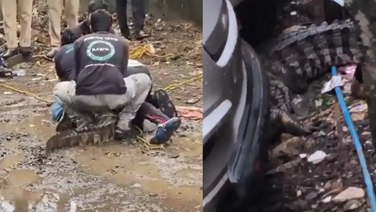 7-Foot Crocodile Rescued Near Powai Lake as Monsoon Brings Crocodiles Closer to Shore 7-Foot Crocodile Rescued Near Mumbai's Powai Lake Amid Monsoon