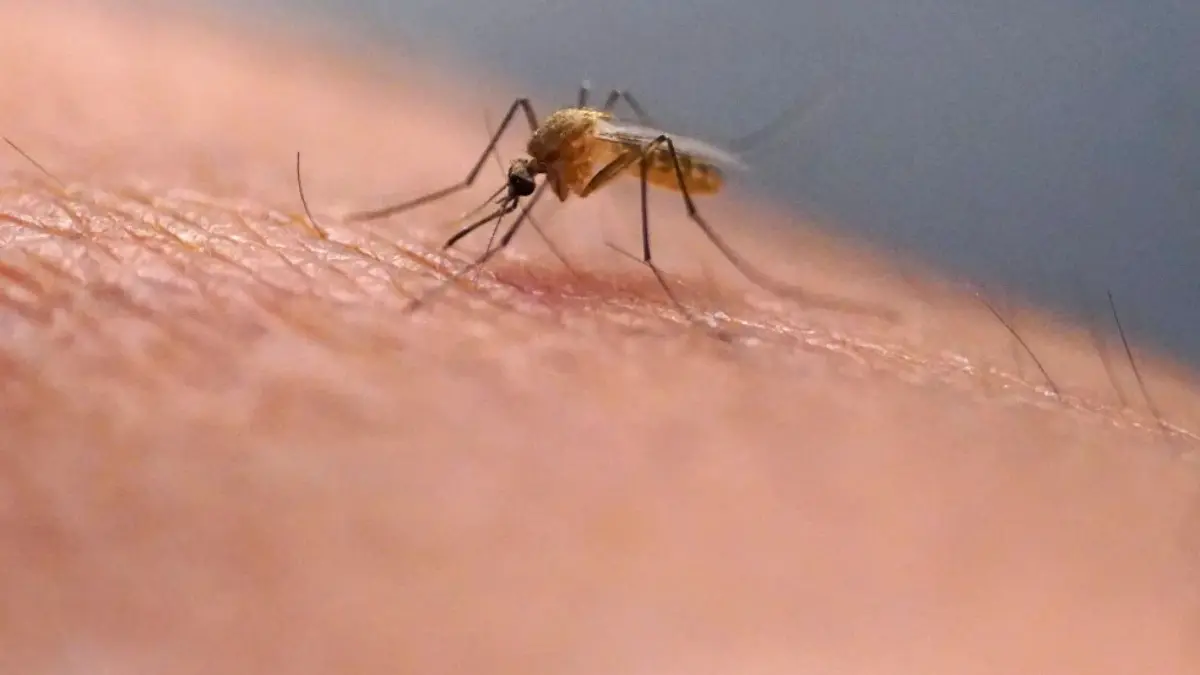 Ditch The Itch! Why To Not Scratch The Bug Bite And What To Do Instead Bug bite can cause irritation on the skin and itching