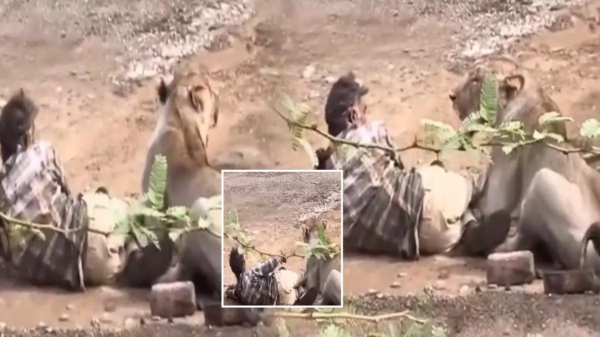 Caught On Camera: Asiatic Lion Attacks Man In Gujarat's Bhavnagar Village, Video Sparks Outrage Caught On Camera: Asiatic Lion Attacks Man In Gujarat's Bhavnagar Village, Video Sparks Outrage