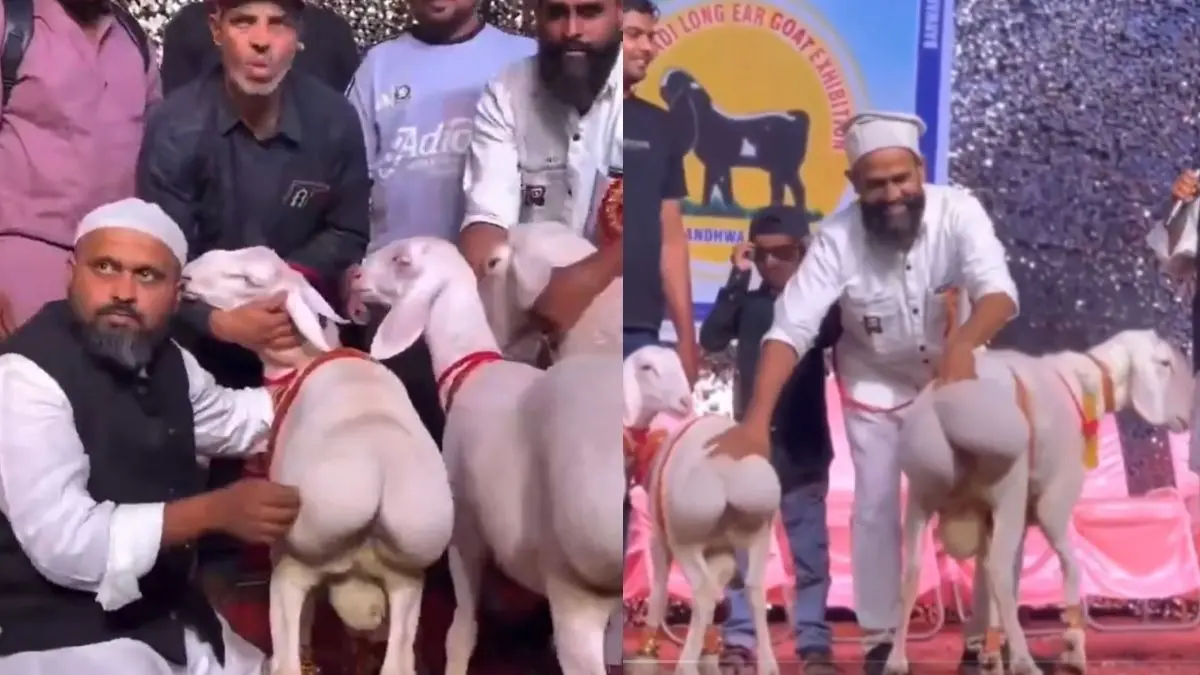 'Disgusting, Nasty': Pakistan's Bizarre Goat Beauty Contest Sparks Outrage as Video Goes Viral | WATCH 'Disgusting, Nasty': Pakistan's Bizarre Goat Beauty Contest Sparks Outrage as Video Goes Viral | WATCH