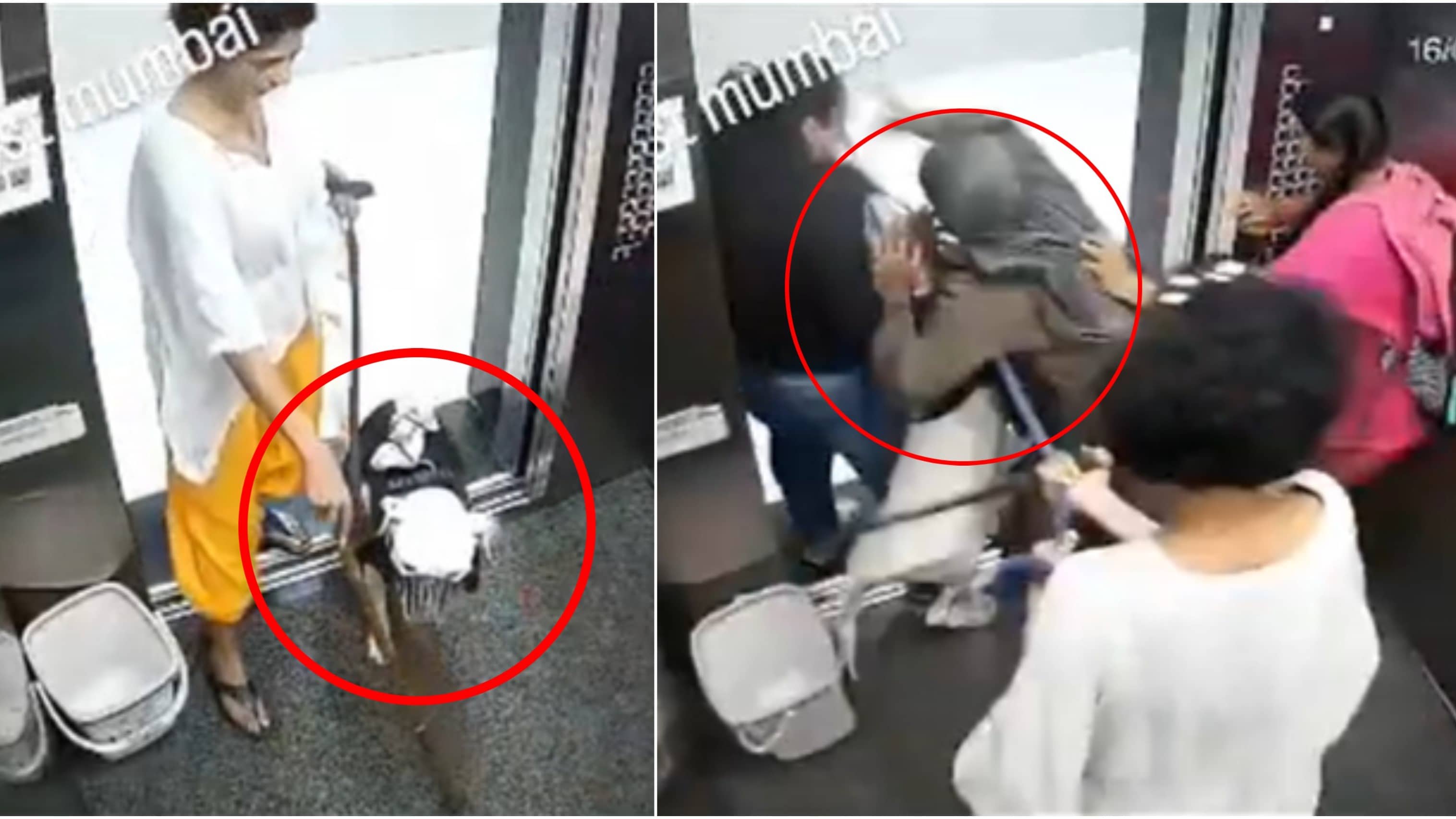 Elevator Nightmare: Vicious Pet Dog Lunges at Trapped Girls in Mumbai Society Lift, Horrifying CCTV Footage Goes Viral