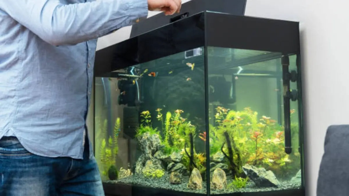 Signs Your Pet Fish May Be Unhappy In The Aquarium Fish care tips