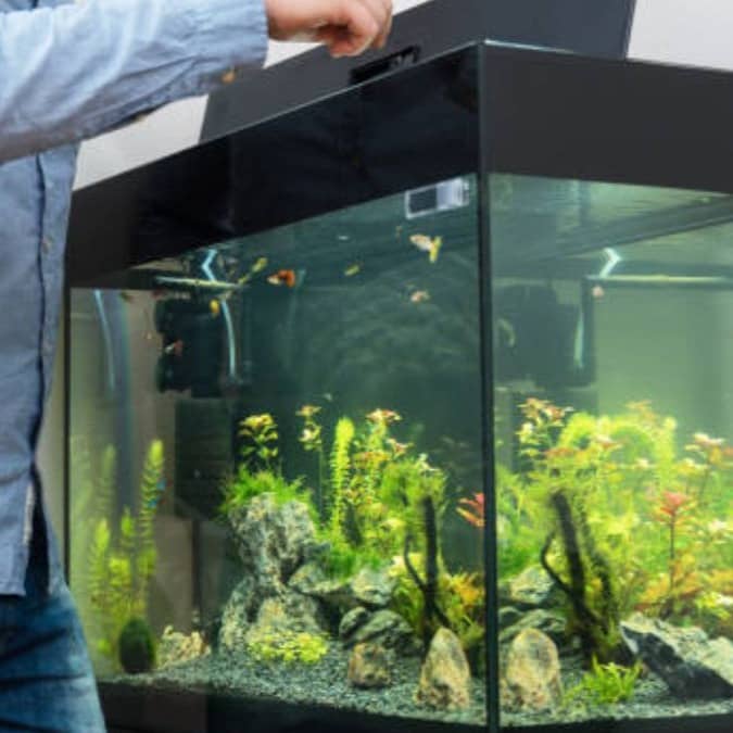 Fish care tips