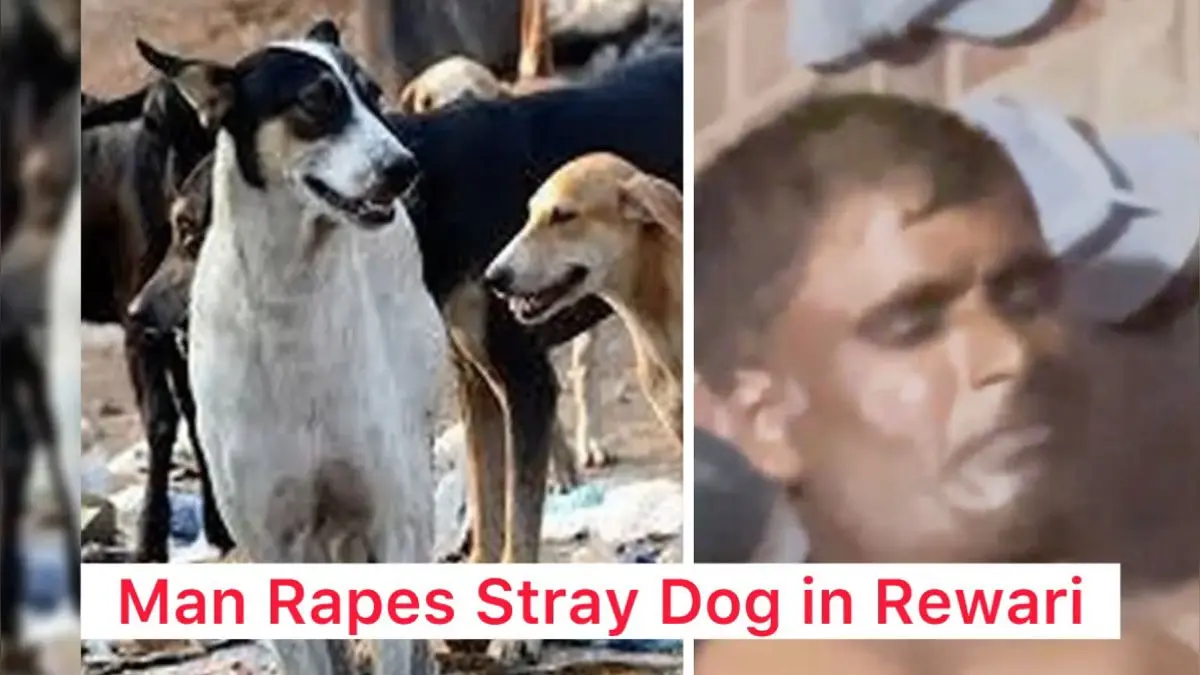 Horrific! Man Brutally Rapes Female Community Dog, Caught On Camera; Arrested After PETA's Intervention Horrific! Man Brutally Rapes Female Community Dog, Caught On Camera; Arrested After PETA's Intervention