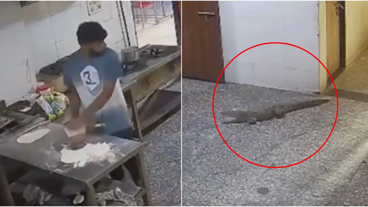Jaw-Dropping Intruder: 5-Foot-Long Crocodile Slithers Into Kota Boys Hostel, CCTV Video Captures Men Scurrying Away In Fear Jaw-Dropping Intruder: 5-Foot-Long Crocodile Slithers Into Kota Boys Hostel, CCTV Video Captures Men Scurrying Away In Fear