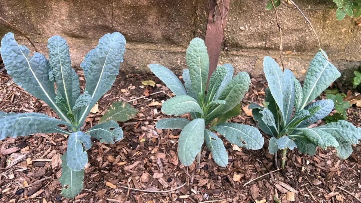 Plants That Thrive in Shade And Tips To Grow Them Kale grows in less sunlight and shady areas